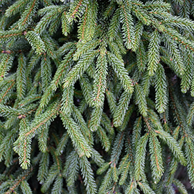 Plant Photo 6