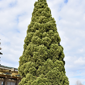 Plant Photo 7