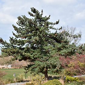 Plant Photo 9