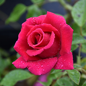 Plant Photo 2