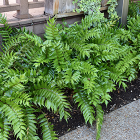 Plant Photo 2