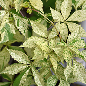 Plant Photo 3
