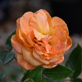 Plant Photo 8