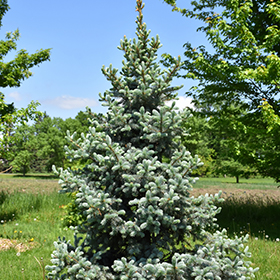 Plant Photo 1