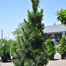 Plant Photo 3