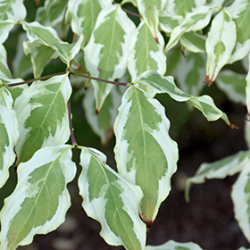 Plant Photo 6