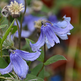 Plant Photo 2