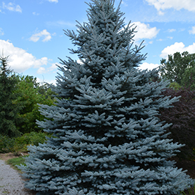 Plant Photo 2