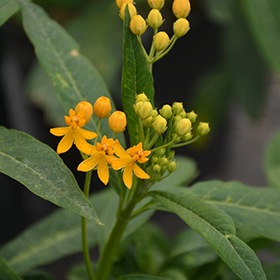Plant Photo 6
