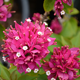Plant Photo 8