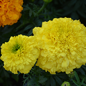 Plant Photo 7