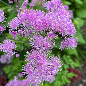 Plant Photo 3