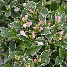 Plant Photo 4