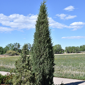 Plant Photo 8