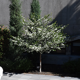 Plant Photo 3