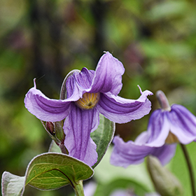 Plant Photo 3