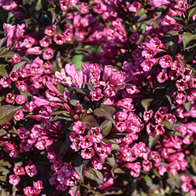 Plant Photo 4