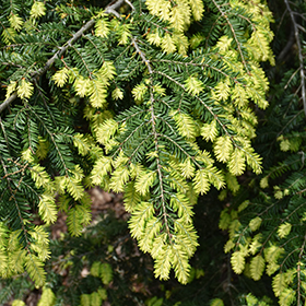 Plant Photo 1