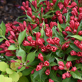 Plant Photo 10
