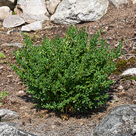 Plant Photo 8